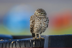 A bird watches the action
