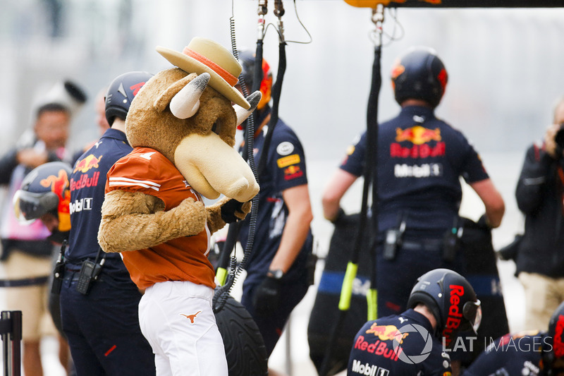 Mascota de los cuernos largos de Texas en el pit lane de Red Bull team