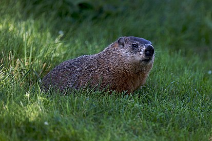 Il a été déconseillé à la FIA d'évacuer la marmotte