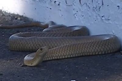 'Invasão' de cobra venenosa interrompe etapa do Supercars australiano; veja vídeo
