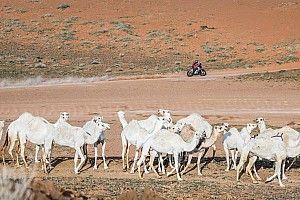 Brabec, en busca del Dakar 2024 tras los "errores est&uacute;pidos" de Branch