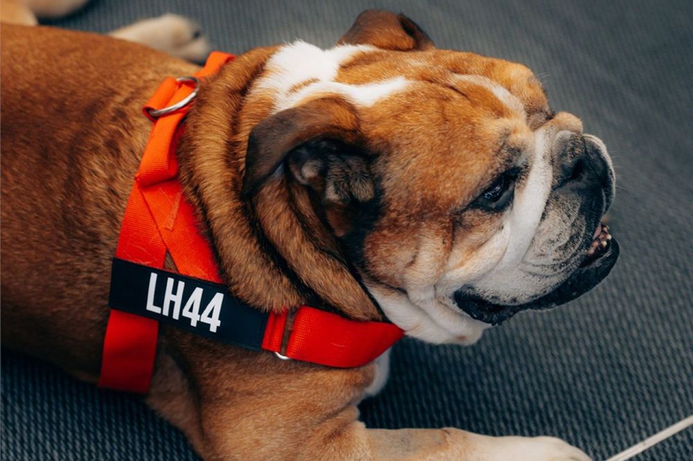 Lewis Hamilton, Ferrari, con Roscoe