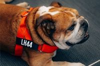 La despedida de Roscoe y cómo unió a la F1 con Lewis Hamilton