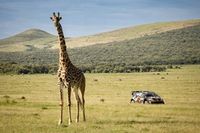 Dłuższe Safari, kr&oacute;tsza Sardynia