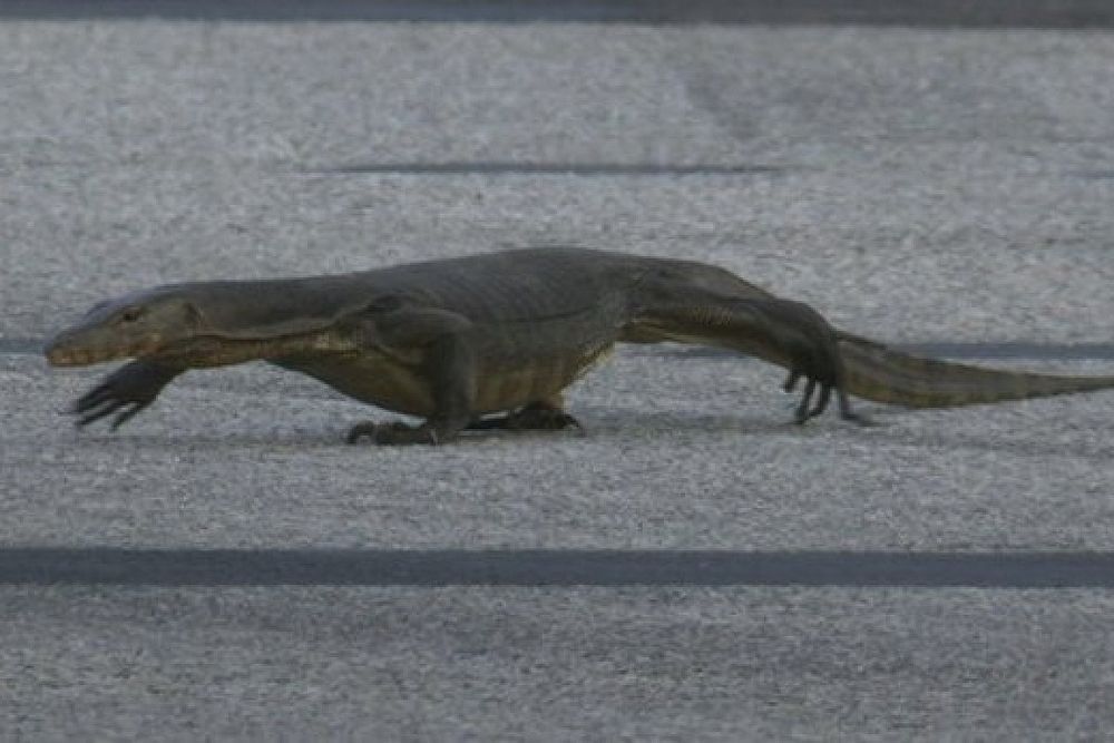 Lagarto en el GP de Singapur de F1