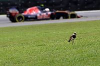 Sainz se encomienda a la lluvia en Interlagos para remontar desde el 15&ordm;