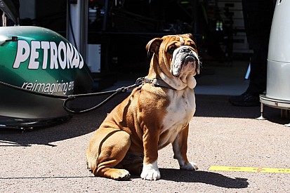 Hamilton'ın köpeği Roscoe günlük 700 dolar kazanıyor