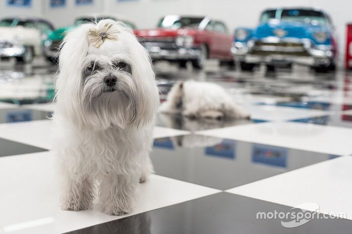Cachorros de Nelsão