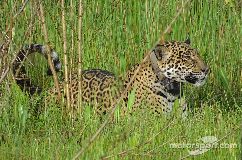 Oncafari Project – wild jaguar wearing GPS collar