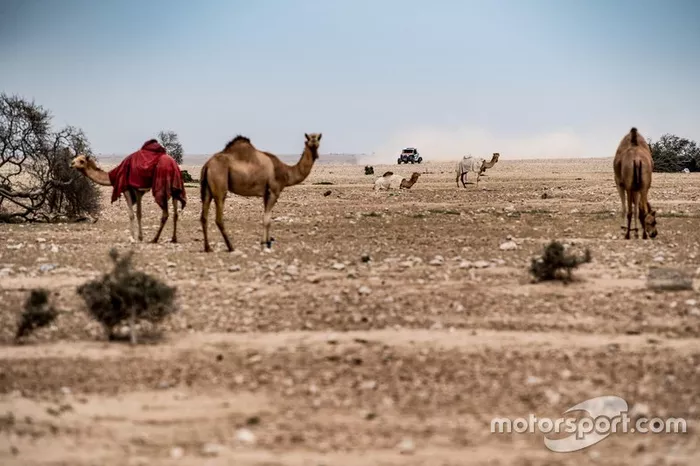 Rally de Qatar