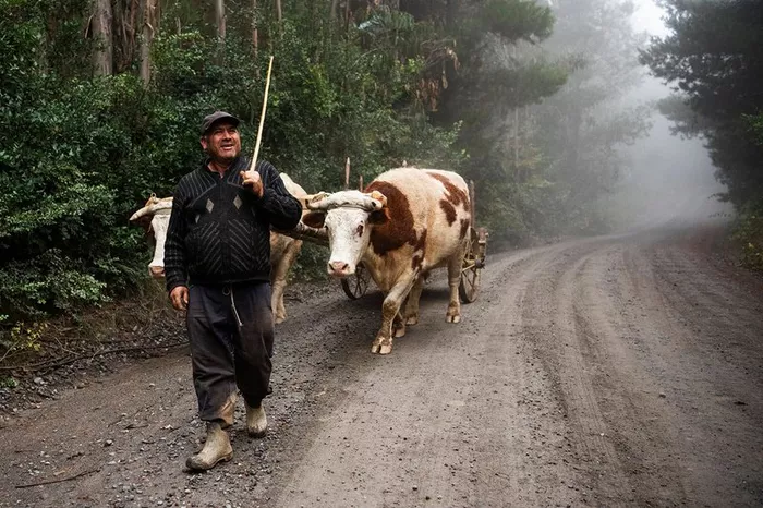 Granjero con vacas en el camino