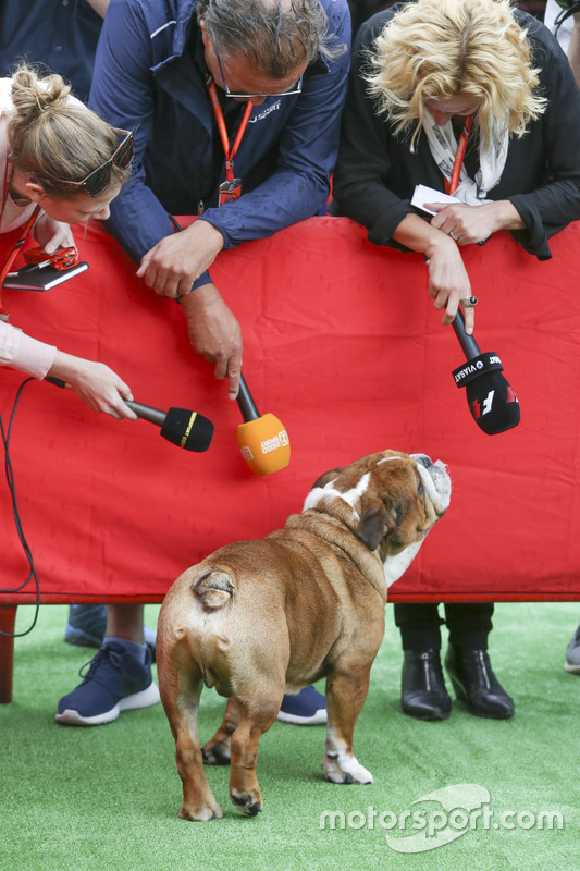 El perro Roscoe de Lewis Hamilton, Mercedes AMG F1, atrae la atención de los medios de comunicación