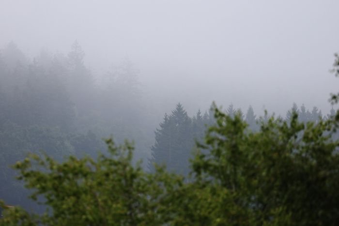 A general view of the fog around the circuit