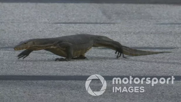 Lizard al GP di Singapore di F1