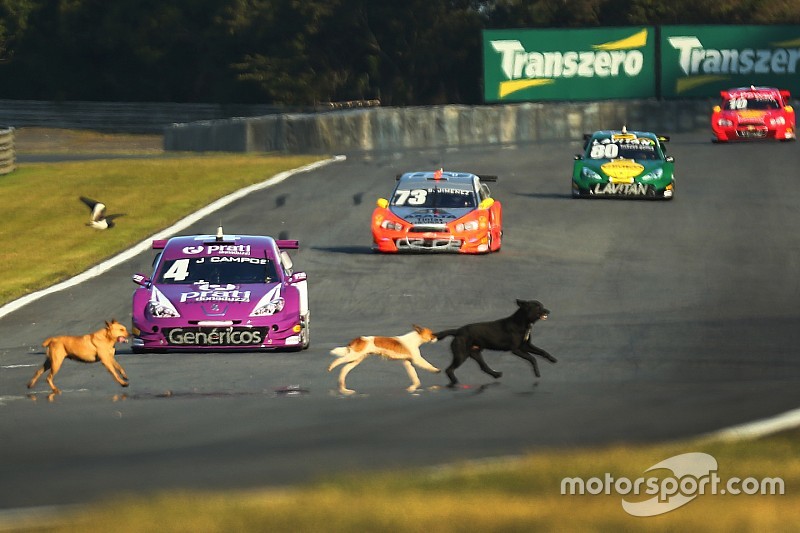 Des chiens envahissent la piste à Curitiba!