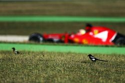 Esteban Gutierrez, Ferrari SF15-T Piloto de pruebas y de reserva pasa a las aves en el pasto