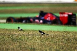 Carlos Sainz Jr., Scuderia Toro Rosso STR10 pasa a las aves en el pasto