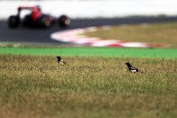 Carlos Sainz Jr., Scuderia Toro Rosso STR10 passe devant des oiseaux dans l'herbe