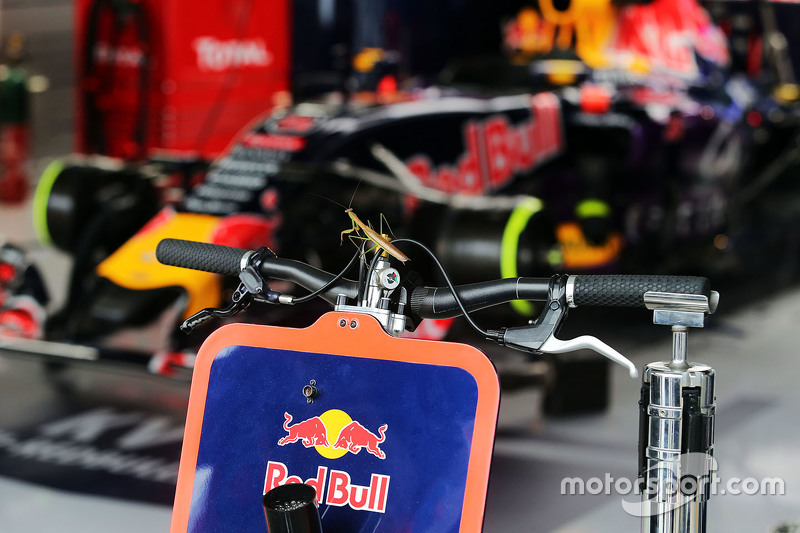 Una mantis religiosa se une a la Red Bull Racing en el pit